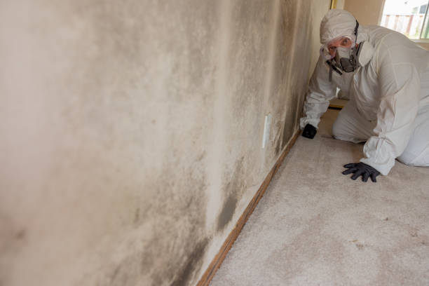 Environmental Consulting for Mold Prevention in Lawrence, KS